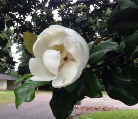 cropped-kim-magnolia.jpg