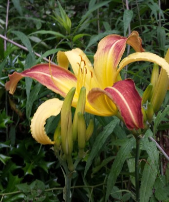 cropped-lily-2.jpg