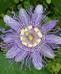 cropped-passion-flower.jpg