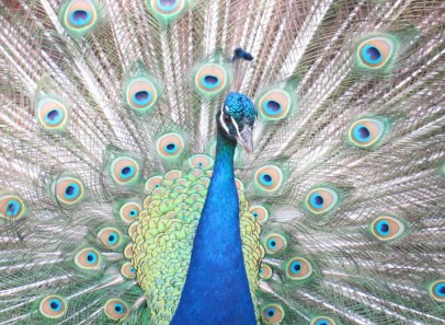 cropped-peacock-3.jpg
