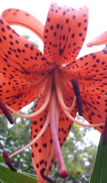cropped-janice-tiger-lily.jpg